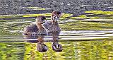 Pied-billed Grebes_DSCF4794